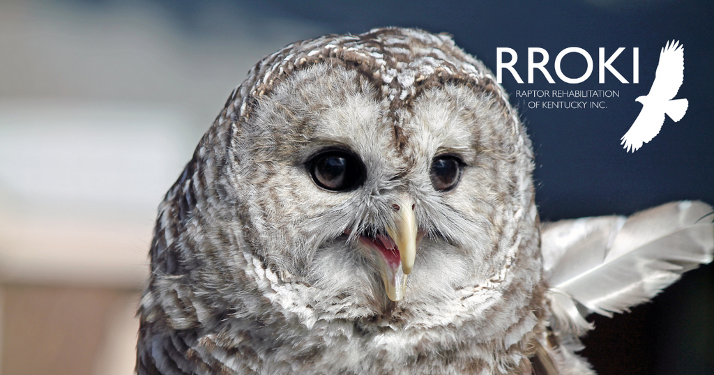 Weaving Wonders: How Support for Offerings of Wonder by Lorelea Benefits Raptor Rehabilitation of Kentucky Inc